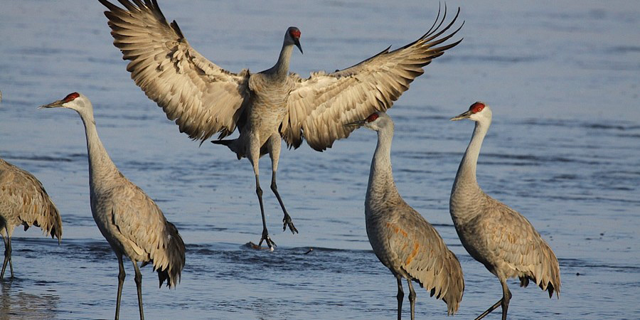 Blythe Ferry Birds